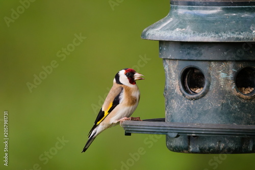 Foto A vibrant European Goldfinch perched happily on a garden bird feeder enjoying a snack, captured in a peaceful moment of nature, sharp focus with a soft green background, summer wildlife photography