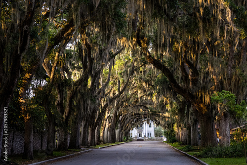 Magnolia Avenue Tree Tunnel at Sunrise. Ancient Live Oaks Draped in Spanish Moss Arch Over Historic Street Leading to Southern Mansion in St. Augustine, Florida