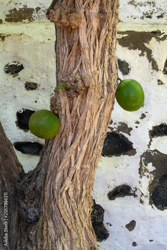 Obraz na plátně Vertical view of round green calabash fruits growing from the heavily textured, gnarled bark of a tree trunk with a rustic stone and white plaster wall backdrop