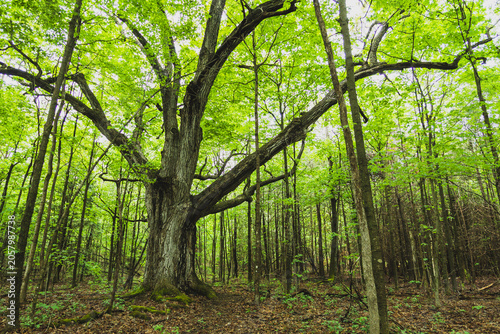 Canvas-taulu Majestic, ancient tree stands tall in a dense forest
