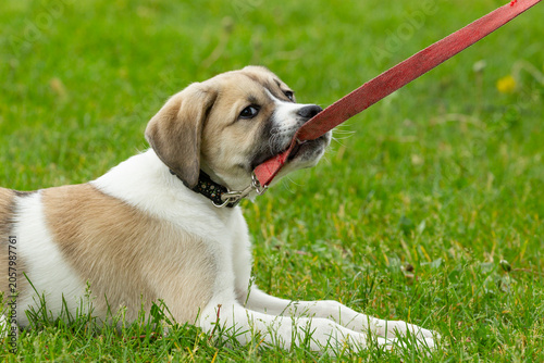 Fotografía Expressive puppy bites his leash while laying in a grassy field