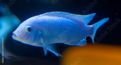 tropical fish underwater