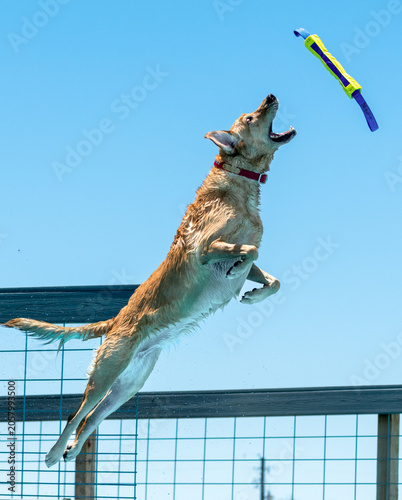 Yellow Lab dog in the air reaching to catch a toy off a dock