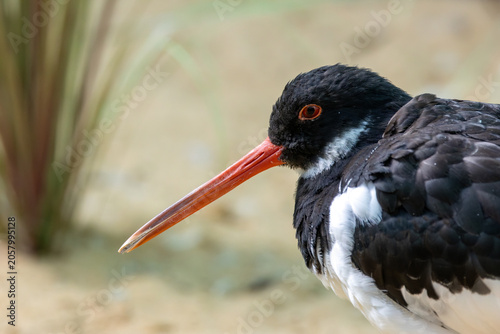 Photography Eurasian Oystercatcher Head Portrait