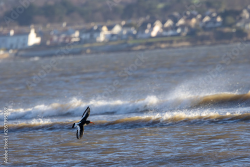 Photography Eurasian Oystercatcher in Flight Along the Coast