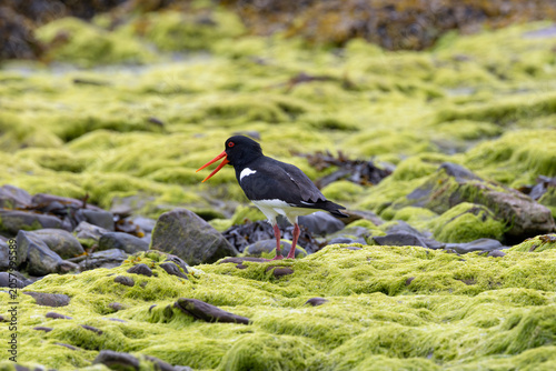 Photography Ringed Eurasian Oystercatcher on Green Algae