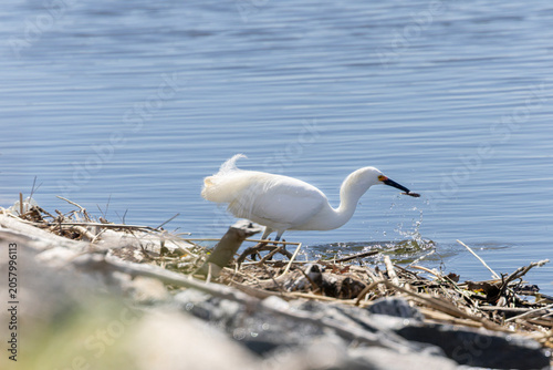 Snowy Egret