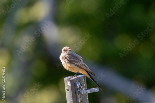 Say's Phoebe