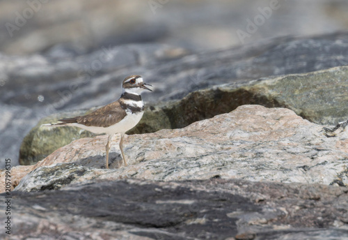 Killdeer