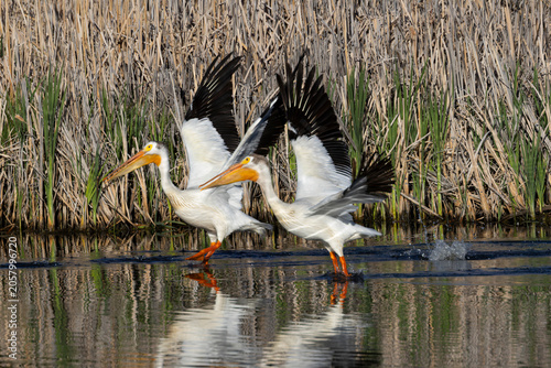 Pelicans