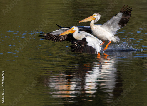 Canvas-taulu Pelicans