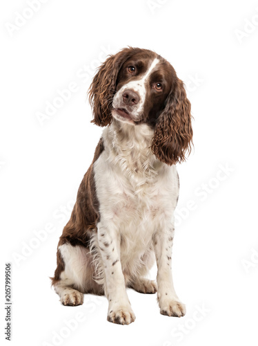 English Springer Spaniel isolated on a white background