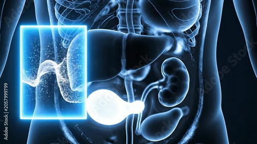 Ultrasound-Inspired Medical Imaging of Transparent Abdomen Showcasing Vital Organs in Stunning Blue Glow for Advanced Healthcare Visualization and Technology Use