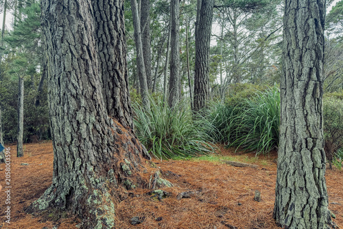 A peaceful forest scene in New Zealand featuring mature pine trees, textured bark, native grasses, and a forest floor covered with fallen pine needles. 