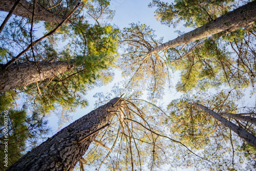 A peaceful forest scene in New Zealand featuring mature pine trees, textured bark, native grasses, and a forest floor covered with fallen pine needles. 