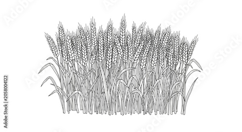 Detailed illustration of wheat plants.