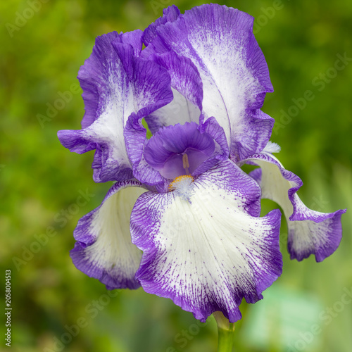 Obraz na płótnie Purple and white variegated iris blooming in spring garden