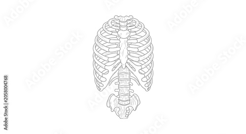 Human Ribcage and Spine Anatomy.