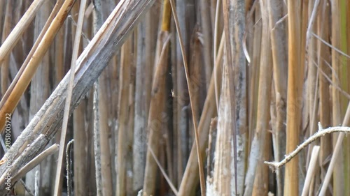 Little spider on spiderweb among dry weathered grey and brown reed stalks. Overcast, macro, rustic atmosphere. Tiny World and Survival Instinct. Microcosm of dead autumn vegetation.
