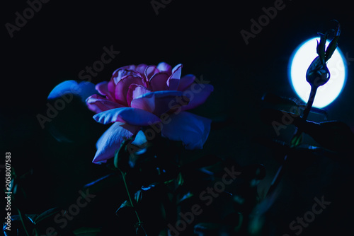 夜の花