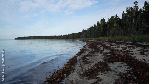 View of the Beach at Low Tide with Seaweed Patterns, Dense Coniferous Forest Cliff Edge, Coastal Road, Gulf of St. Lawrence Waters, Overcast Sky, Anticosti Island Shoreline, Quebec, Canada