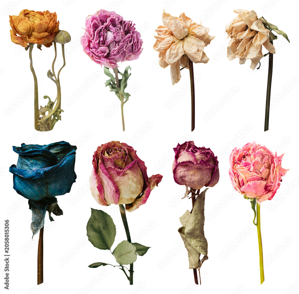 Obraz premium PNG Colorful dried roses collection on transparent background
