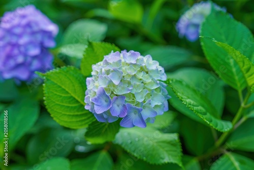 初夏の雨上がりに美しく咲く紫陽花（アジサイ）のクローズアップ