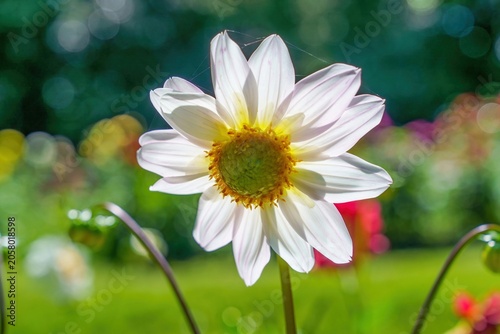 陽光にきらめく白いダリアの花 クローズアップ 背景ボケ