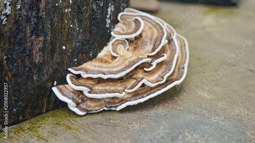 Canvas Print Close-up of a vibrant turkey tail mushroom growing on a tree stump in a natural forest setting