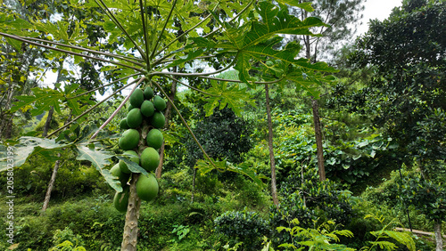 Lush tropical landscape featuring a papaya tree with green papayas surrounded by dense foliage