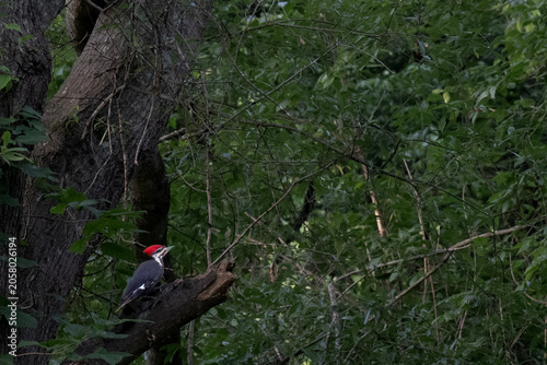 Obraz na plátne Wood Pecker