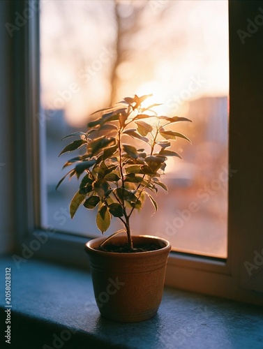 Sunlight glows through window, warming potted plant