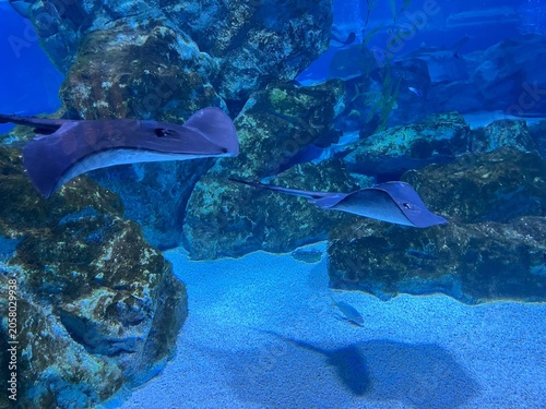 Slika na platnu Stingrays gliding over the sandy bottom near underwater rocks