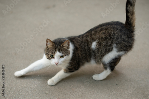 A playful gray and white domestic cat stretches on a smooth surface. it  has distinct markings and a curious expression