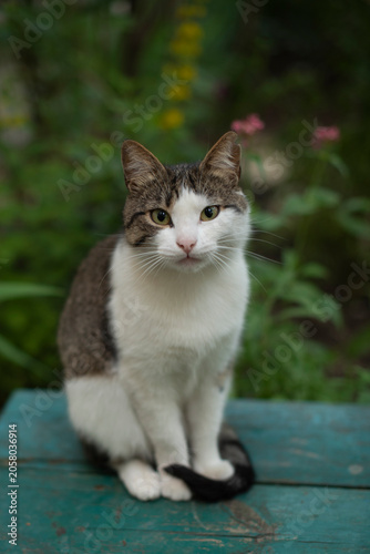 A small gray and white domestic cat sits on a wooden surface. The background features green foliage and colorful flowers