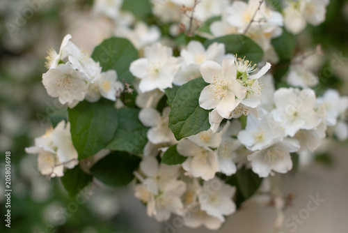 A close-up of white jasmine flowers with green leaves. The image has ample copy space for text placement. Ideal for nature-themed designs.