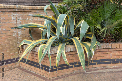Tableau sur toile Large green plant grows in corner of a brick planter in a public space during da