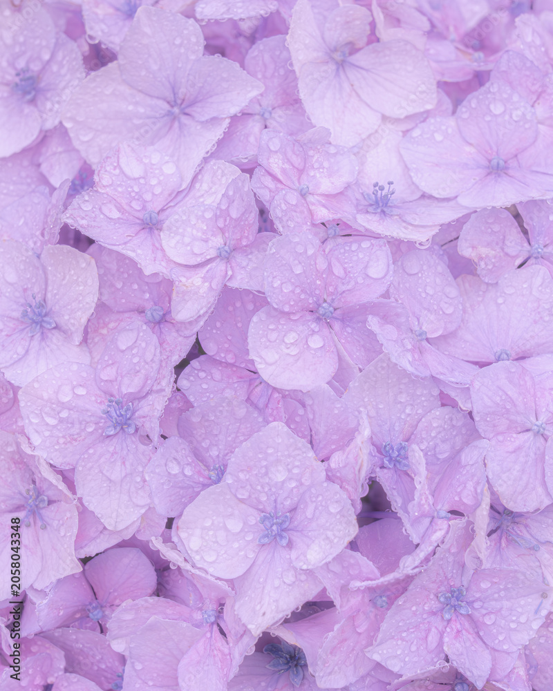 Obraz premium 紫陽花