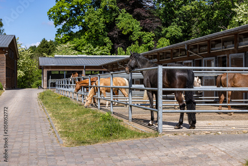 Several horses standing in outdoor paddocks at a modern equestrian facility on a sunny day. Healthy horses near stable buildings in a professional horse breeding and training center. Rural livestock a