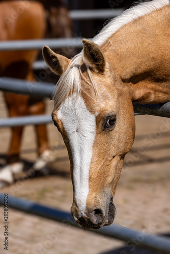 Close-up portrait of a beautiful palomino horse with a blond mane standing behind a fence in a paddock. Detailed view of the horse's head and expressive eye in natural sunlight. Rural farm and equestr
