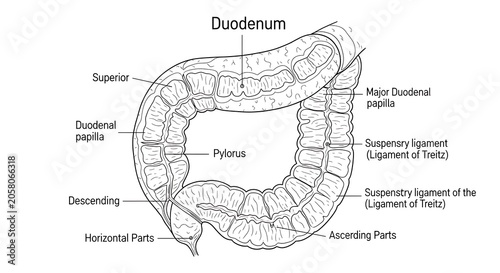 Anatomical diagram of human duodenum and pancreas.