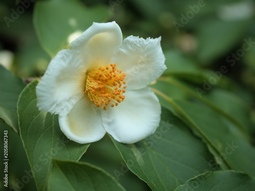 6月に美しく咲いた白いナツツバキの花