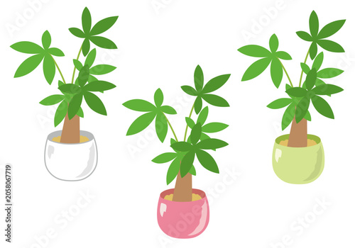 観葉植物パキラのイラストセット