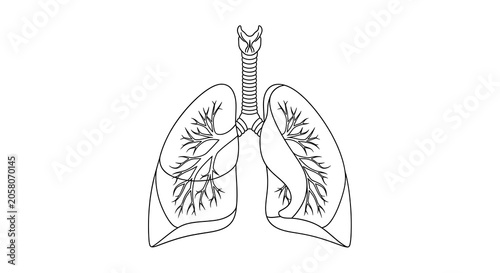 Black and white illustration of lungs with bronchial tree.