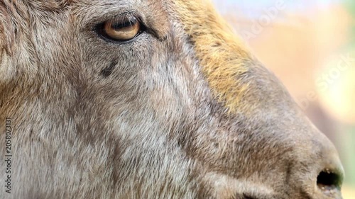Close up profile shot of an Astor Markhor wild goat mouth and beard muzzle detail 180fps Captured in Cinematic High Detail Footage