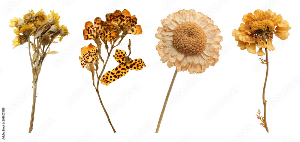 Obraz premium PNG Dried flowers isolated arrangement on transparent background