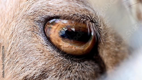 Extreme macro close up of an Astor Markhor wild goat eye gazing forward 180fps Captured in Cinematic High Detail Footage