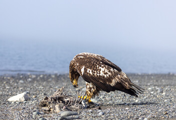 Immature Bald Eagle Scavenging a Sea Otter Carcass on a Pebble Beach in Homer Spit, Alaska