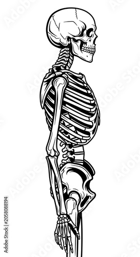 Medical illustration of human spine anatomy from side view.
