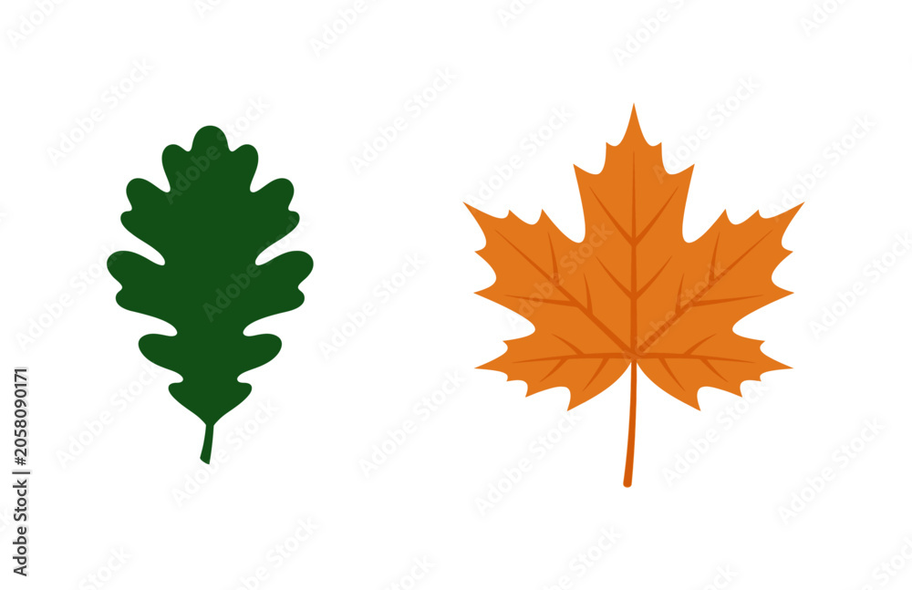 Fototapeta premium Two Autumn Leaves Green Oak Leaf and Orange Maple Leaf on White Background